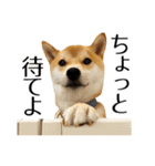 柴犬こてつ君*スタンプ第三弾*（個別スタンプ：19）