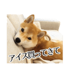 柴犬こてつ君*スタンプ第三弾*（個別スタンプ：20）