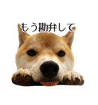 柴犬こてつ君*スタンプ第三弾*（個別スタンプ：21）