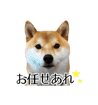 柴犬こてつ君*スタンプ第三弾*（個別スタンプ：22）