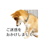 柴犬こてつ君*スタンプ第三弾*（個別スタンプ：25）