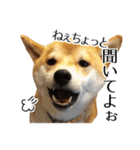 柴犬こてつ君*スタンプ第三弾*（個別スタンプ：26）