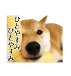 柴犬こてつ君*スタンプ第三弾*（個別スタンプ：30）