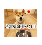 柴犬こてつ君*スタンプ第三弾*（個別スタンプ：31）