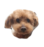 山本家の愛犬♡♡♡ぽっきー！（個別スタンプ：1）