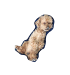 山本家の愛犬♡♡♡ぽっきー！（個別スタンプ：2）
