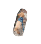 山本家の愛犬♡♡♡ぽっきー！（個別スタンプ：3）