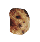 山本家の愛犬♡♡♡ぽっきー！（個別スタンプ：4）