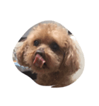 山本家の愛犬♡♡♡ぽっきー！（個別スタンプ：5）
