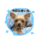 我が家のトリオスタンプ（個別スタンプ：39）