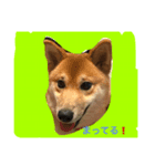 柴犬だわさ（個別スタンプ：1）