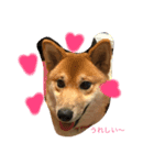 柴犬だわさ（個別スタンプ：2）