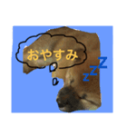 柴犬だわさ（個別スタンプ：3）