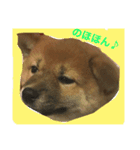 柴犬だわさ（個別スタンプ：4）