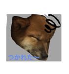 柴犬だわさ（個別スタンプ：5）