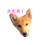 柴犬だわさ（個別スタンプ：6）