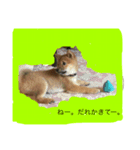 柴犬だわさ（個別スタンプ：7）