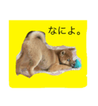 柴犬だわさ（個別スタンプ：8）