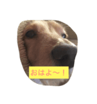 愛犬 ジュニ2（個別スタンプ：2）