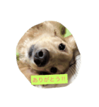 愛犬 ジュニ2（個別スタンプ：5）
