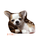ちびっこめろさんのつぶやき（個別スタンプ：2）