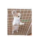 ちびっこめろさんのつぶやき（個別スタンプ：9）