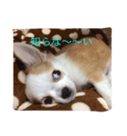 ちびっこめろさんのつぶやき（個別スタンプ：10）