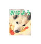 うちのポッキー（個別スタンプ：1）