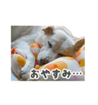 うちのポッキー（個別スタンプ：2）