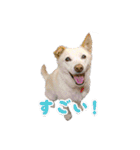 うちのポッキー（個別スタンプ：8）
