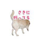 うちのポッキー（個別スタンプ：16）