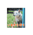 うちのポッキー（個別スタンプ：17）
