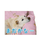 うちのポッキー（個別スタンプ：18）