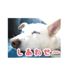 うちのポッキー（個別スタンプ：20）
