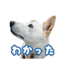 うちのポッキー（個別スタンプ：21）