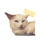 Limu The Cat（個別スタンプ：1）