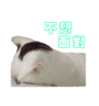 Limu The Cat（個別スタンプ：2）