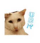 Limu The Cat（個別スタンプ：3）