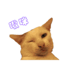 Limu The Cat（個別スタンプ：4）