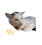 Limu The Cat（個別スタンプ：5）