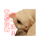Limu The Cat（個別スタンプ：6）