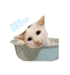 Limu The Cat（個別スタンプ：7）