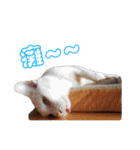 Limu The Cat（個別スタンプ：9）