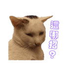 Limu The Cat（個別スタンプ：10）
