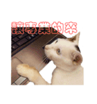 Limu The Cat（個別スタンプ：12）