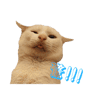 Limu The Cat（個別スタンプ：13）