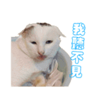 Limu The Cat（個別スタンプ：15）