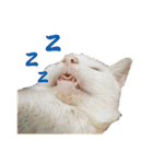 Limu The Cat（個別スタンプ：16）