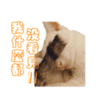 Limu The Cat（個別スタンプ：17）