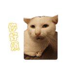 Limu The Cat（個別スタンプ：18）